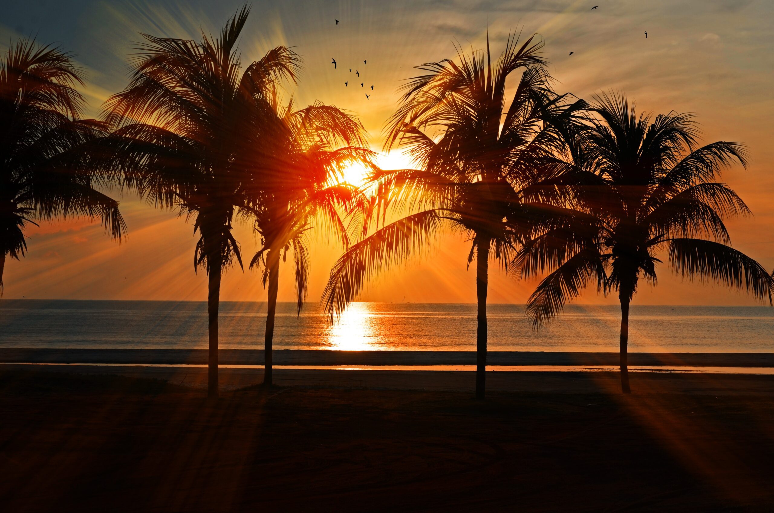 the sun sets behind some palm trees on miami beach